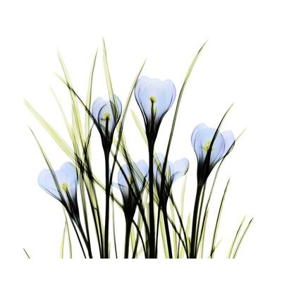 Premium Giclee Print, , small