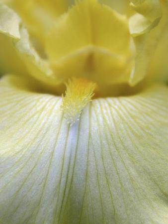 Premium Photographic Print, , small