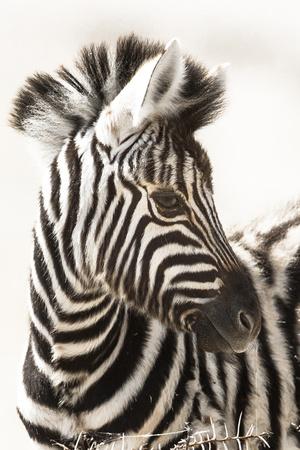 Photographic Print, , small