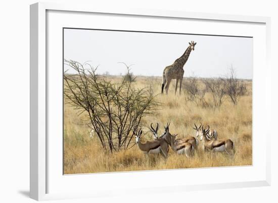 Namibia, Etosha National Park. Giraffe and Springboks-Wendy Kaveney-Framed Photographic Print