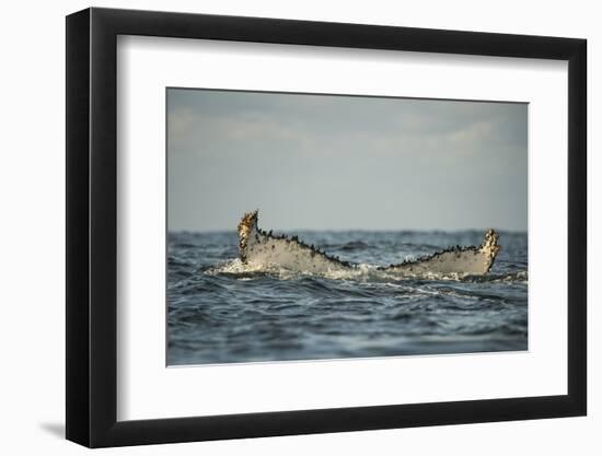 Humpback Whale, Sardine Run, Eastern Cape, South Africa-Pete Oxford-Framed Photographic Print