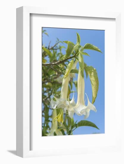 Europe, Portugal, Obidos, Angel's Trumpet Tree-Lisa S. Engelbrecht-Framed Photographic Print