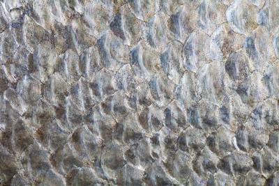 Photographic Print, , small