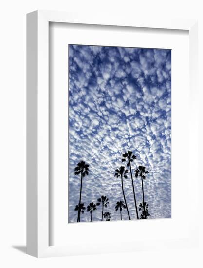 Palm Trees Silhouetted Against Puffy Clouds in San Diego, California-Chuck Haney-Framed Photographic Print