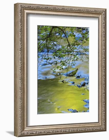 USA, Oregon. Alder Tree over South Fork Wilson River-Steve Terrill-Framed Photographic Print