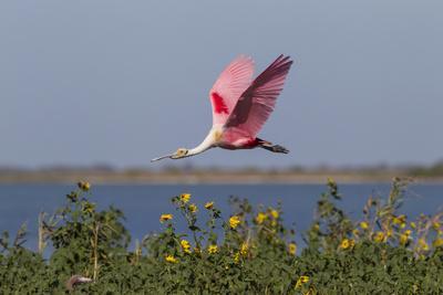 Photographic Print, , small