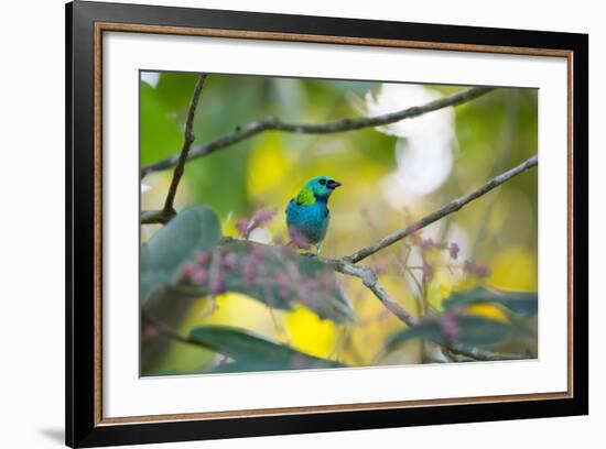 A Green-Headed Tanager Sitting on a Branch with Berries-Alex Saberi-Framed Photographic Print