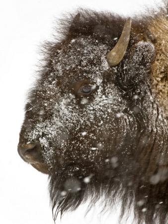 Photographic Print, , small