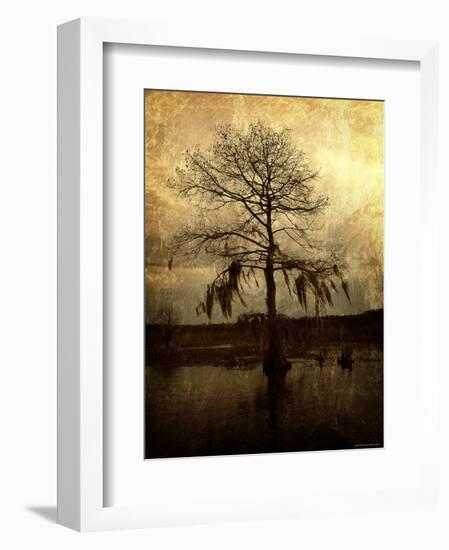 Cypress-Lydia Marano-Framed Photographic Print