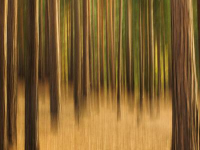 Photographic Print, , small