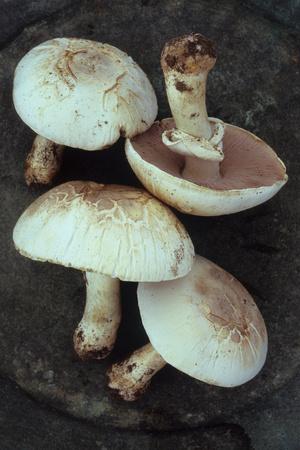 Photographic Print, , small