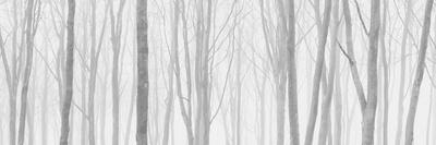 Photographic Print, , small