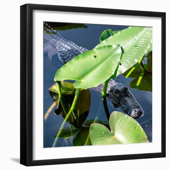 Crocodile - Everglades National Park - Unesco World Heritage Site - Florida - USA-Philippe Hugonnard-Framed Photographic Print