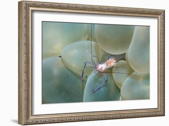 Coral Shrimp-Georgette Douwma-Framed Photographic Print