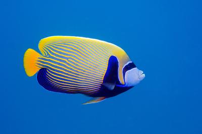 Photographic Print, , small