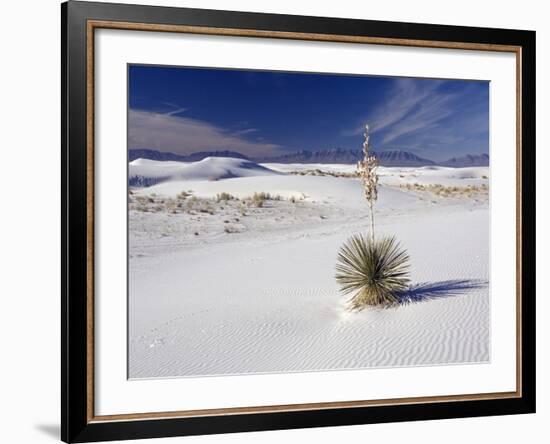 Soaptree Yucca (Yucca Elata)-Bob Gibbons-Framed Photographic Print