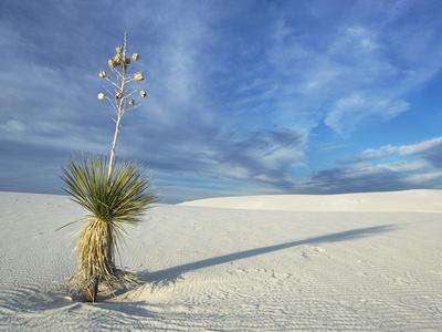 Photographic Print, , small