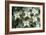 Hydrangea 'Grandiflora'-Maxine Adcock-Framed Photographic Print