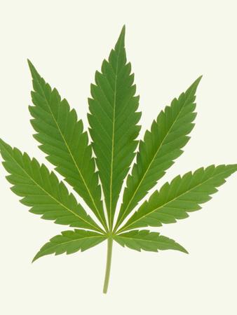 Photographic Print, , small