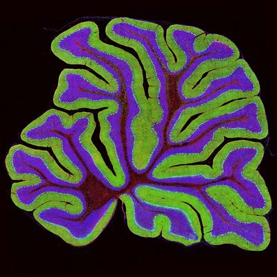 Photographic Print, , small