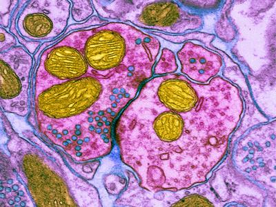 Photographic Print, , small