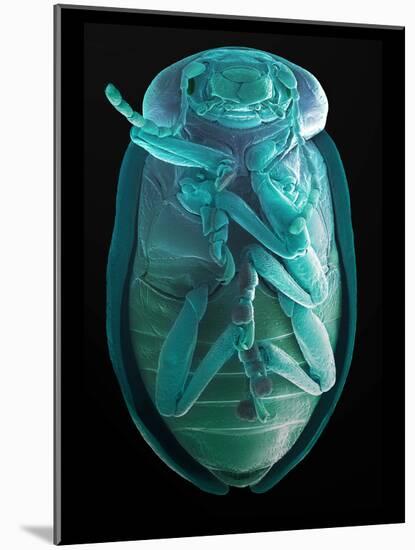 Leaf Beetle, SEM-Steve Gschmeissner-Mounted Photographic Print