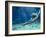 Plesiosaur Attack, Artwork-Roger Harris-Framed Photographic Print