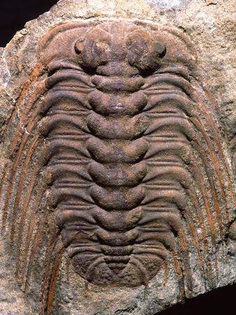 Photographic Print, , small