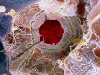 Photographic Print, , small