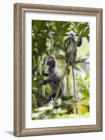 Silver Leaf Langur-Matthew Oldfield-Framed Photographic Print