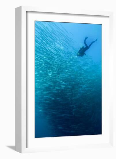 School of Chevron Barracuda-Matthew Oldfield-Framed Photographic Print