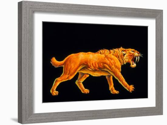 Artwork of a Sabre-toothed Cat (Smilodon Sp.)-Joe Tucciarone-Framed Photographic Print