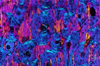 Photographic Print, , small