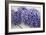 Wisteria Sp-Dr. Keith Wheeler-Framed Photographic Print