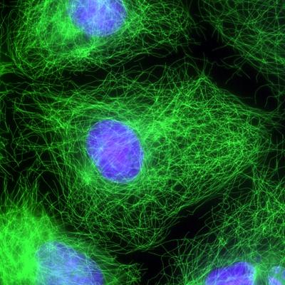 Photographic Print, , small