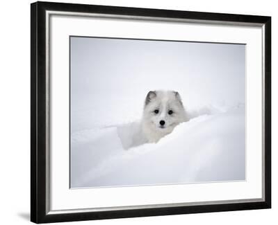 Arctic Fox Peeking Out of Snow Photographic Print by Jim Zuckerman ...