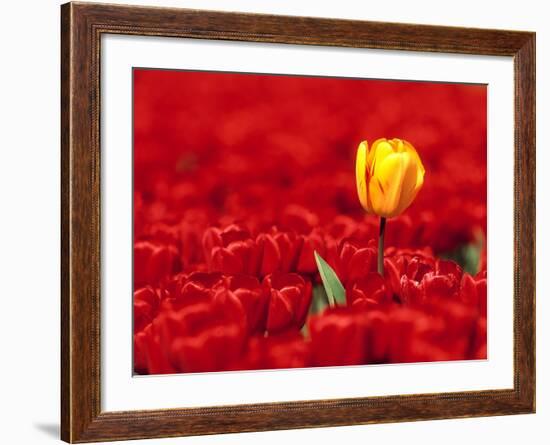 Red tulips-null-Framed Photographic Print