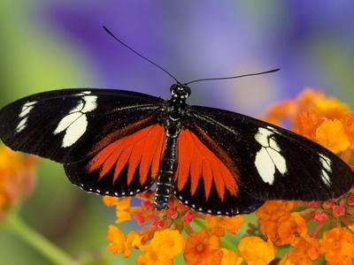 Photographic Print, , small