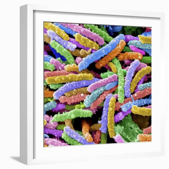 E. Coli Bacteria-null-Framed Photographic Print