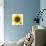 Sunflower-null-Photographic Print displayed on a wall