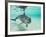 Bottlenose Dolphin-Stuart Westmorland-Framed Photographic Print