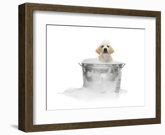 Puppy Taking Bath-Lew Robertson-Framed Photographic Print