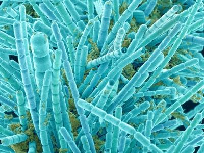 Photographic Print, , small