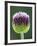 Close-Up of Allium Flower-Clive Nichols-Framed Photographic Print