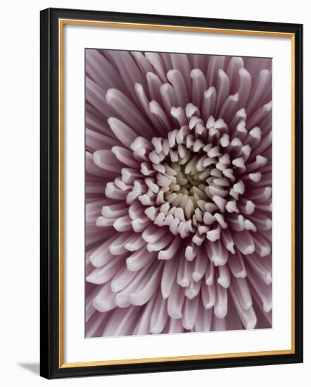 Close-Up of Pink Chrysanthemum-Clive Nichols-Framed Photographic Print