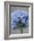 Allium flower-Clive Nichols-Framed Photographic Print