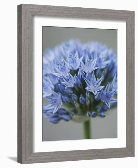 Allium flower-Clive Nichols-Framed Photographic Print