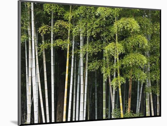 Bamboo Forest in Sagano-Rudy Sulgan-Mounted Photographic Print