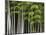 Bamboo Forest in Sagano-Rudy Sulgan-Mounted Photographic Print