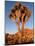 Joshua Tree in Sunlight-Kevin Schafer-Mounted Photographic Print